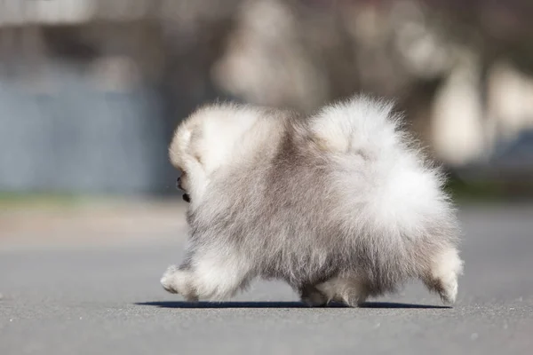 Vicces Pomerániai Köpködős Kiskutya Úton — Stock Fotó