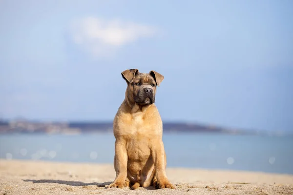 Italiaanse Cane Corso Hond Buitenlucht Stockfoto