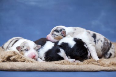 Avustralyalı çoban köpekleri. 