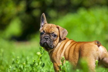 Parktaki sevimli buldog yavrusu.