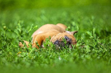 Parktaki sevimli buldog yavrusu.