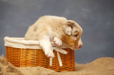 Küçük şirin Avustralya çoban köpeği.