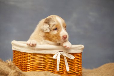 Küçük şirin Avustralya çoban köpeği.