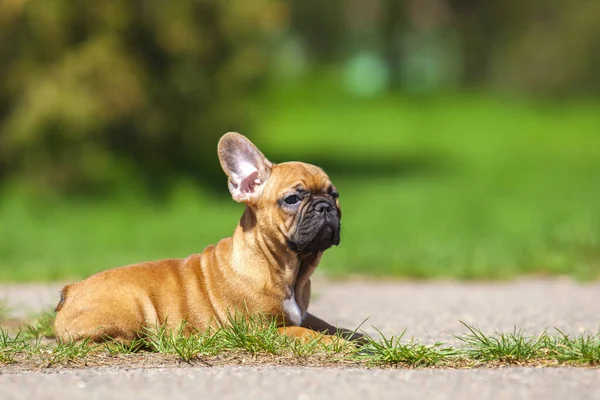 Cute Francuski Buldog Szczeniak Parku — Zdjęcie stockowe