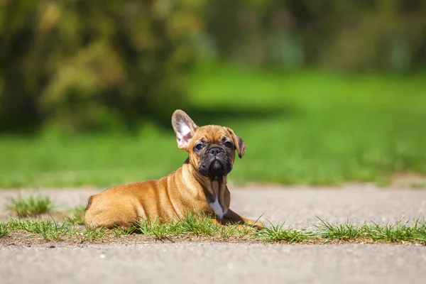 Bonito Francês Bulldog Cachorro Parque — Fotografia de Stock