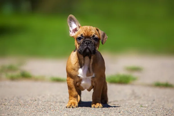 Cute Francuski Buldog Szczeniak Parku — Zdjęcie stockowe