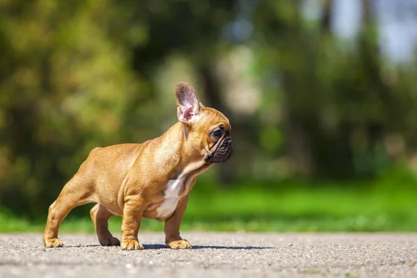 Cute Francuski Buldog Szczeniak Parku — Zdjęcie stockowe