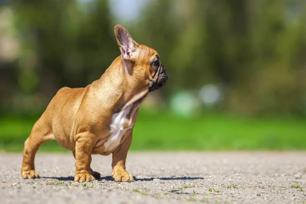 Lindo Bulldog Francés Cachorro Parque — Foto de Stock