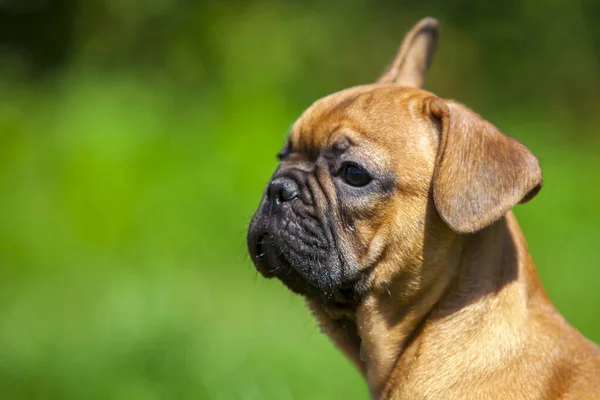 Cute Francuski Buldog Szczeniak Parku — Zdjęcie stockowe