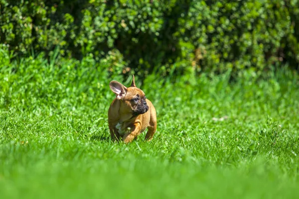 Bonito Francês Bulldog Cachorro Parque — Fotografia de Stock