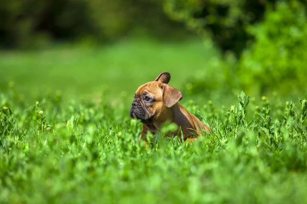 Söt Fransk Bulldog Valp Parken — Stockfoto
