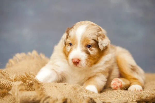 かわいいオーストラリアの羊飼いの子犬 — ストック写真