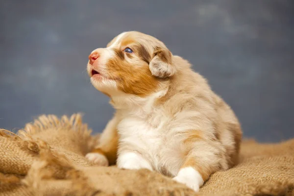 Pequeno Cachorro Pastor Australiano Bonito — Fotografia de Stock
