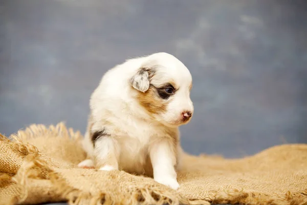 Pequeño Lindo Pastor Australiano Cachorro —  Fotos de Stock