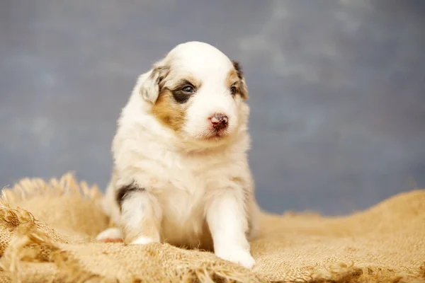 Little Cute Owczarek Australijski Szczeniak — Zdjęcie stockowe