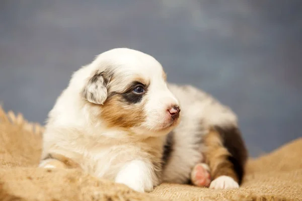 かわいいオーストラリアの羊飼いの子犬 — ストック写真