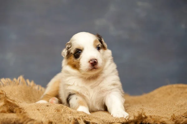 Pequeno Cachorro Pastor Australiano Bonito — Fotografia de Stock