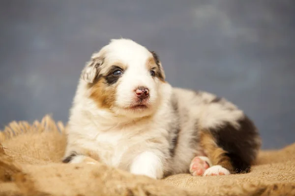 Pequeño Lindo Pastor Australiano Cachorro —  Fotos de Stock