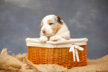 Küçük şirin Avustralya çoban köpeği.