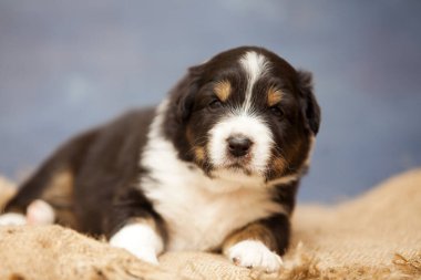 Küçük şirin Avustralya çoban köpeği.