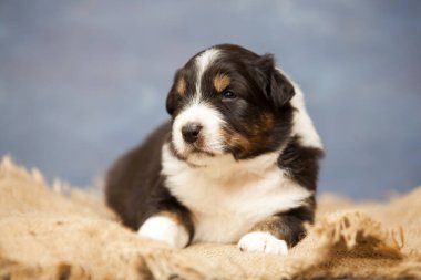 Küçük şirin Avustralya çoban köpeği.