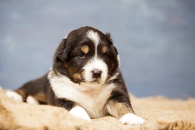 Küçük şirin Avustralya çoban köpeği.