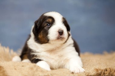 Küçük şirin Avustralya çoban köpeği.