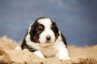 Küçük şirin Avustralya çoban köpeği.