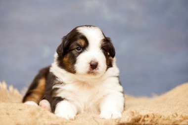 Küçük şirin Avustralya çoban köpeği.