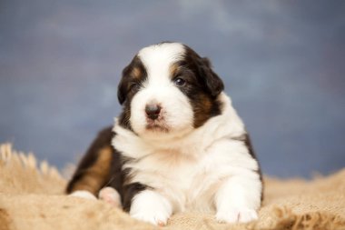 Küçük şirin Avustralya çoban köpeği.