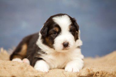 Küçük şirin Avustralya çoban köpeği.