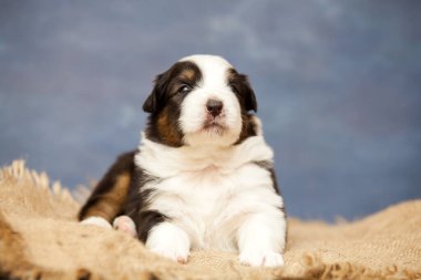 Küçük şirin Avustralya çoban köpeği.