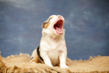Küçük şirin Avustralya çoban köpeği.