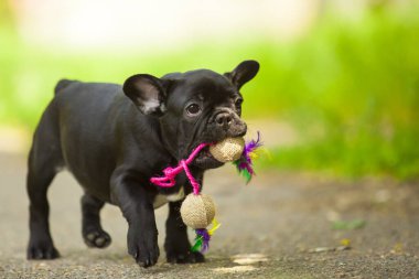 Tatlı Fransız Bulldog köpek yavrusu.