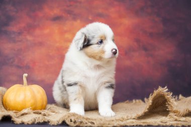 Küçük şirin Avustralya çoban köpeği.