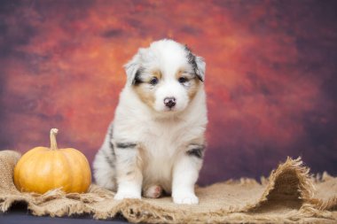 Küçük şirin Avustralya çoban köpeği.