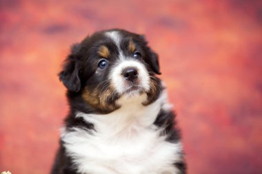 Küçük şirin Avustralya çoban köpeği.