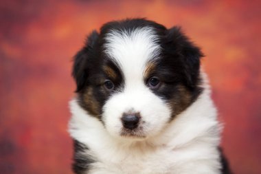 Küçük şirin Avustralya çoban köpeği.