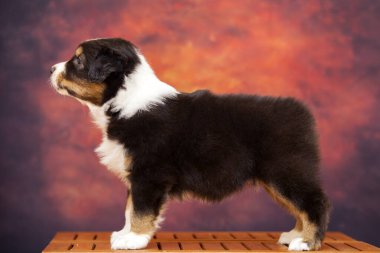 Küçük şirin Avustralya çoban köpeği. 