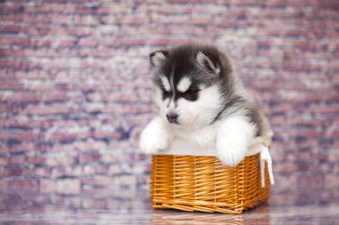 Hasır sepetteki şirin köpek yavrusu.