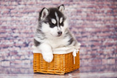 Hasır sepetteki şirin köpek yavrusu.