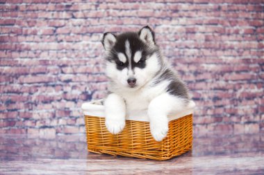 Hasır sepetteki şirin köpek yavrusu.