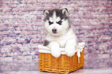 Hasır sepetteki şirin köpek yavrusu.