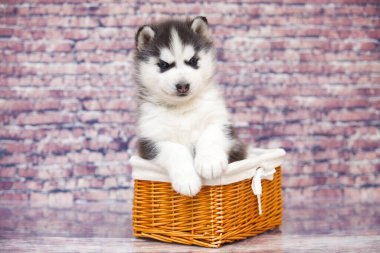 Hasır sepetteki şirin köpek yavrusu.