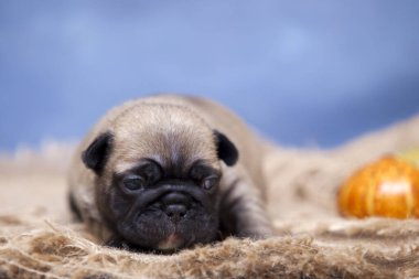 Şirin köpek yavrusu. Yaklaş.