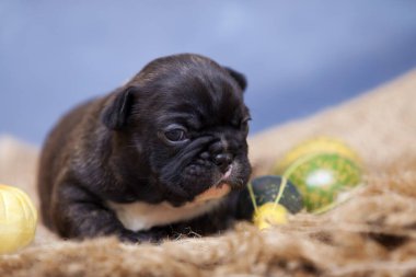 Balkabaklı şirin köpek yavrusu.