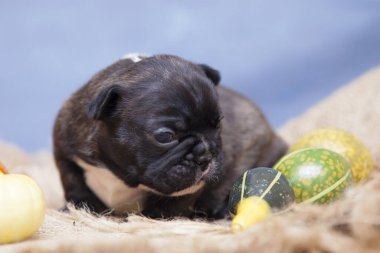Balkabaklı şirin köpek yavrusu.