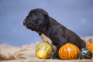Balkabaklı şirin köpek yavrusu.