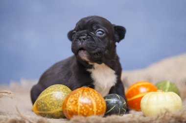 Balkabaklı şirin köpek yavrusu.