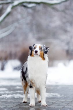 Avustralya çoban köpeği.